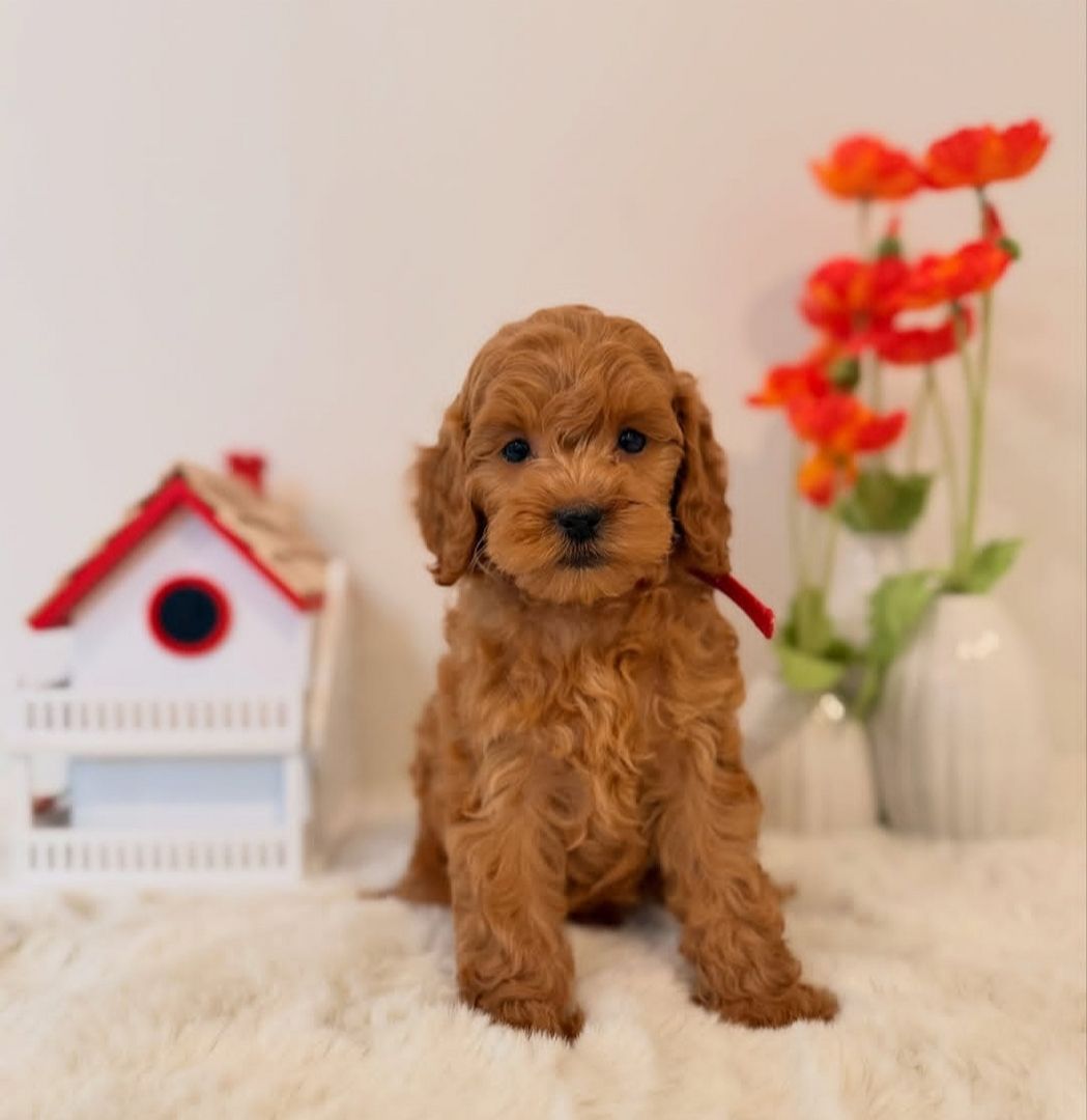 Mini Goldendoodle