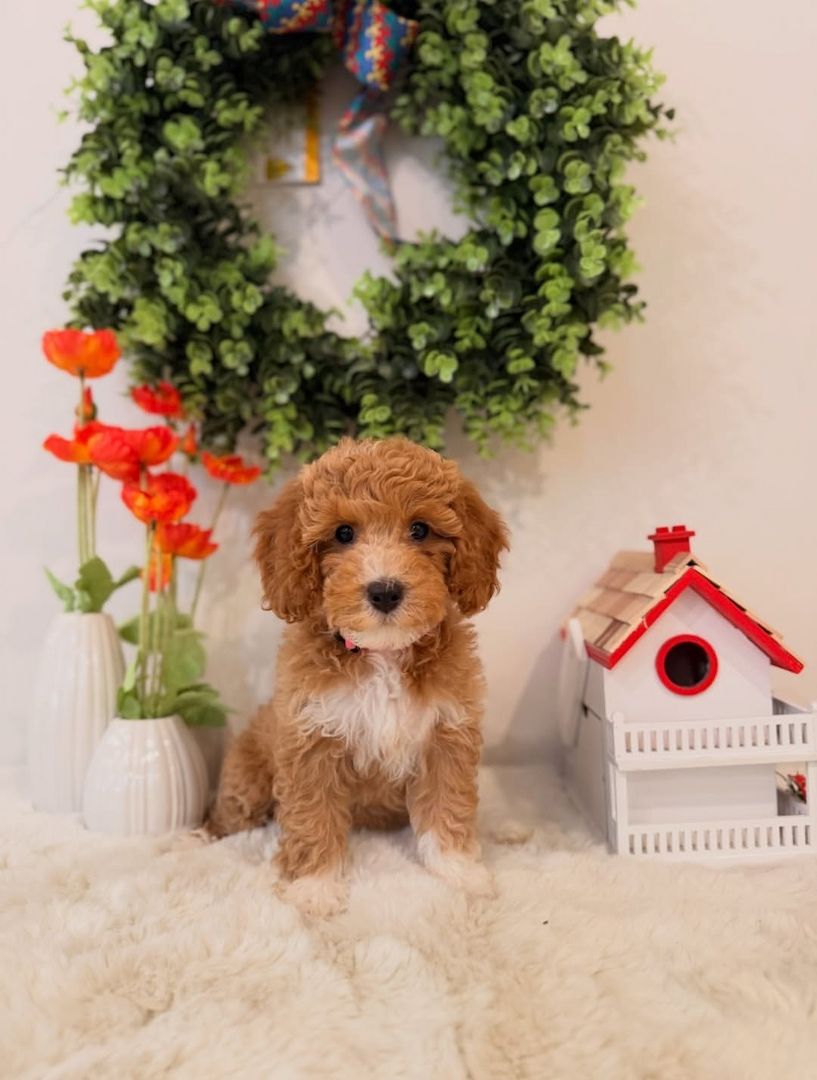 Mini Goldendoodle
