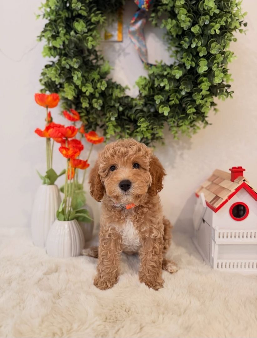 Mini Goldendoodle