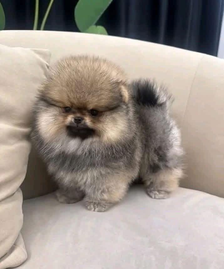 Reinrassige Zwergspitz-Welpen (Pomeranian) suchen ein Zuhause