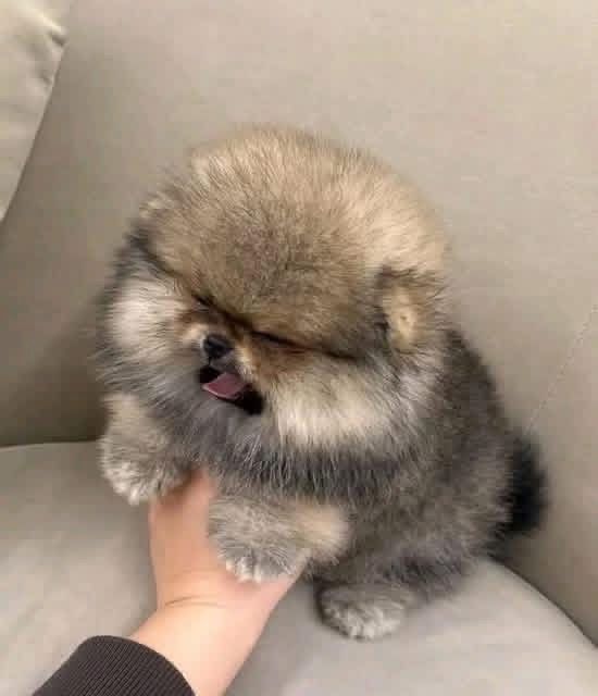 Reinrassige Zwergspitz-Welpen (Pomeranian) suchen ein Zuhause