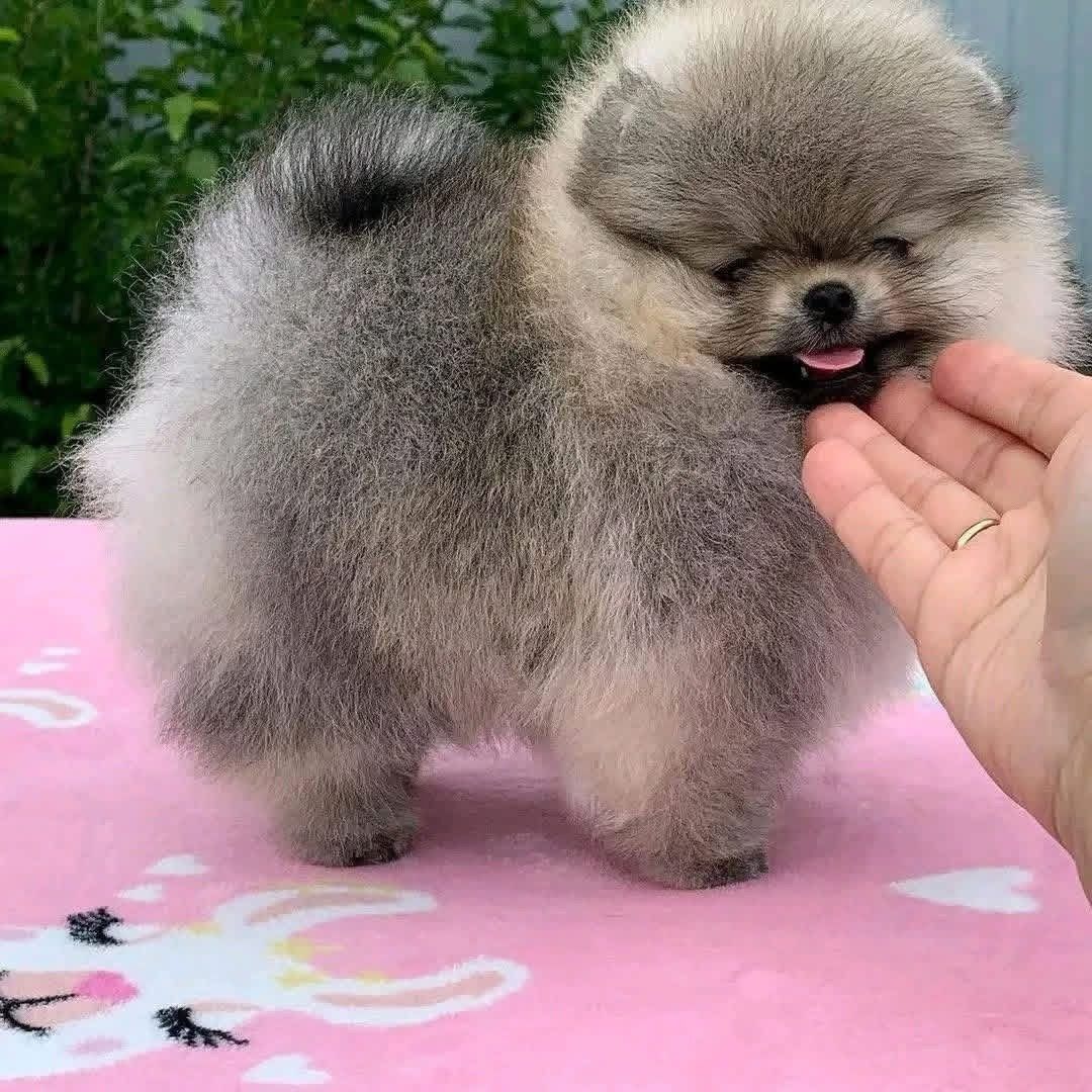 Reinrassige Zwergspitz-Welpen (Pomeranian) suchen ein Zuhause