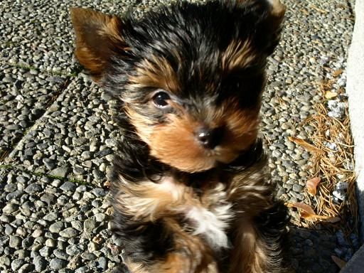 Yorkie-Welpen bereit für ein Zuhause.