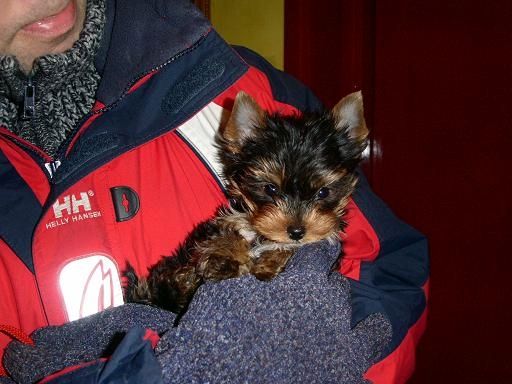 Yorkie-Welpen bereit für ein Zuhause.