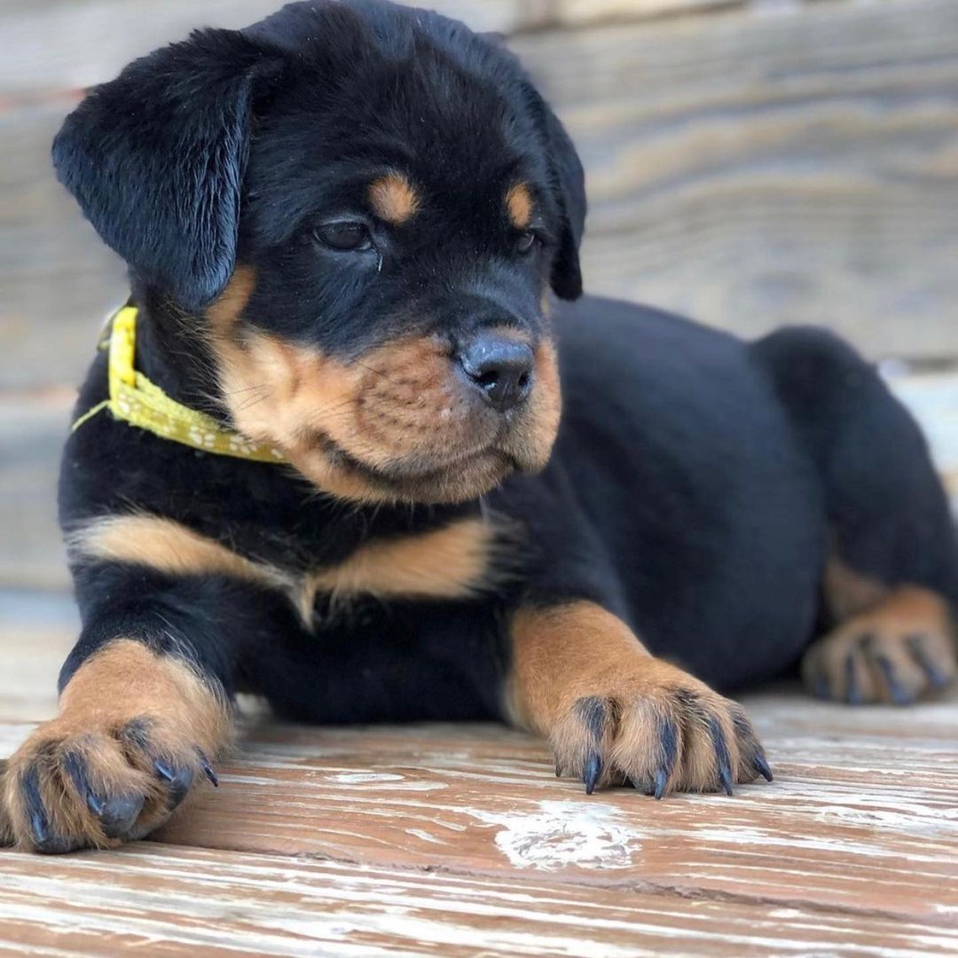 Superniedliche Rottweilerwelpen