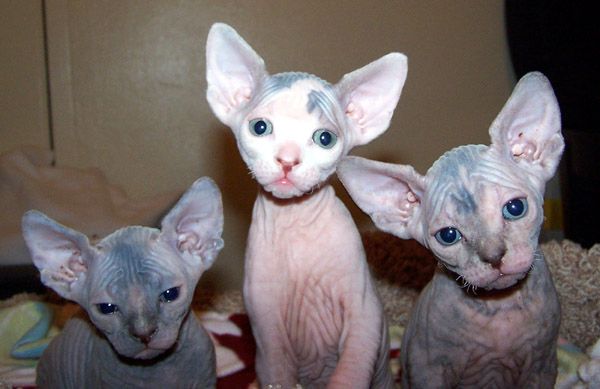 Sphynx-Kätzchen verfügbar