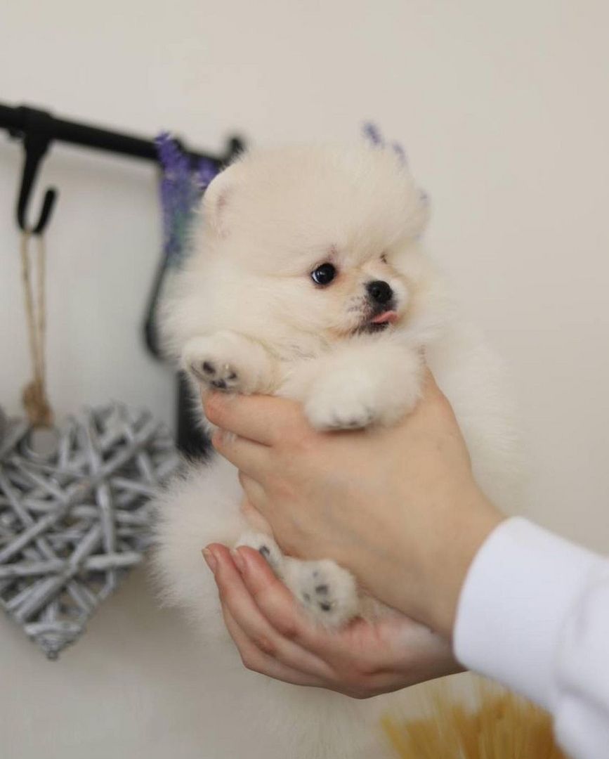 Superniedliche und gesunde Pomeranian-Welpen