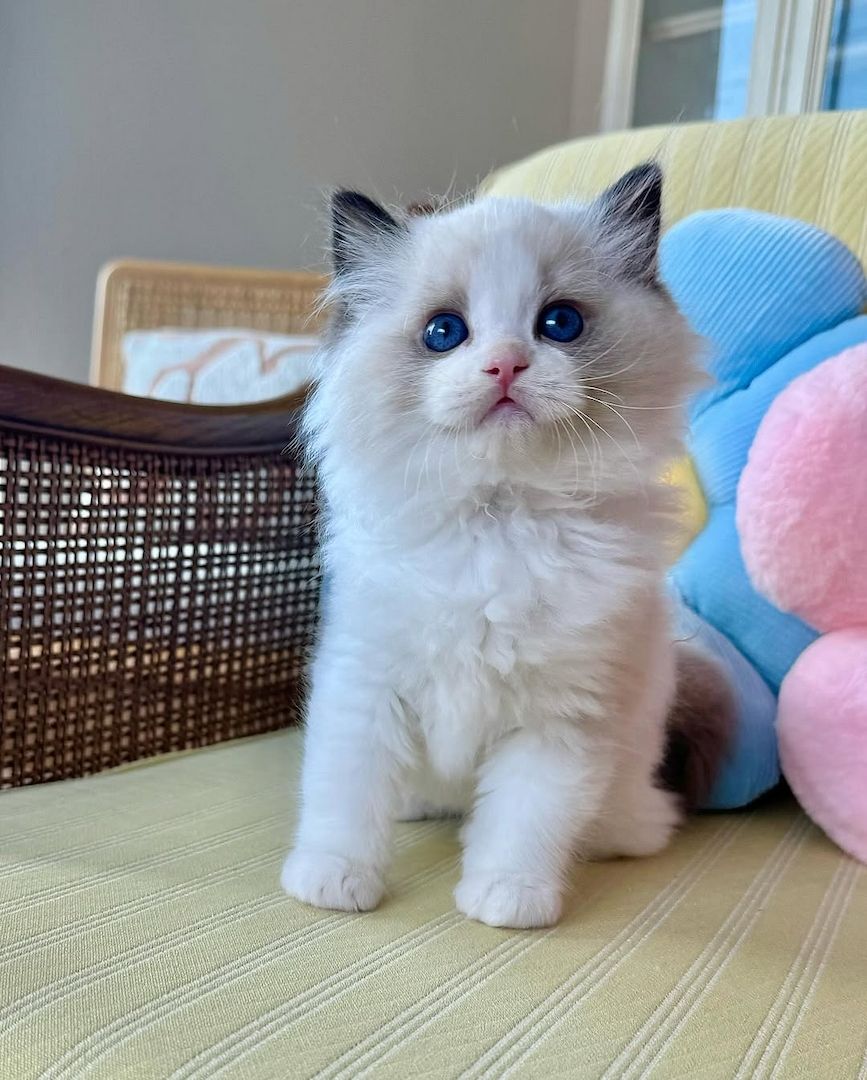Ragdoll-Kätzchen aus liebevoller Hausaufzucht