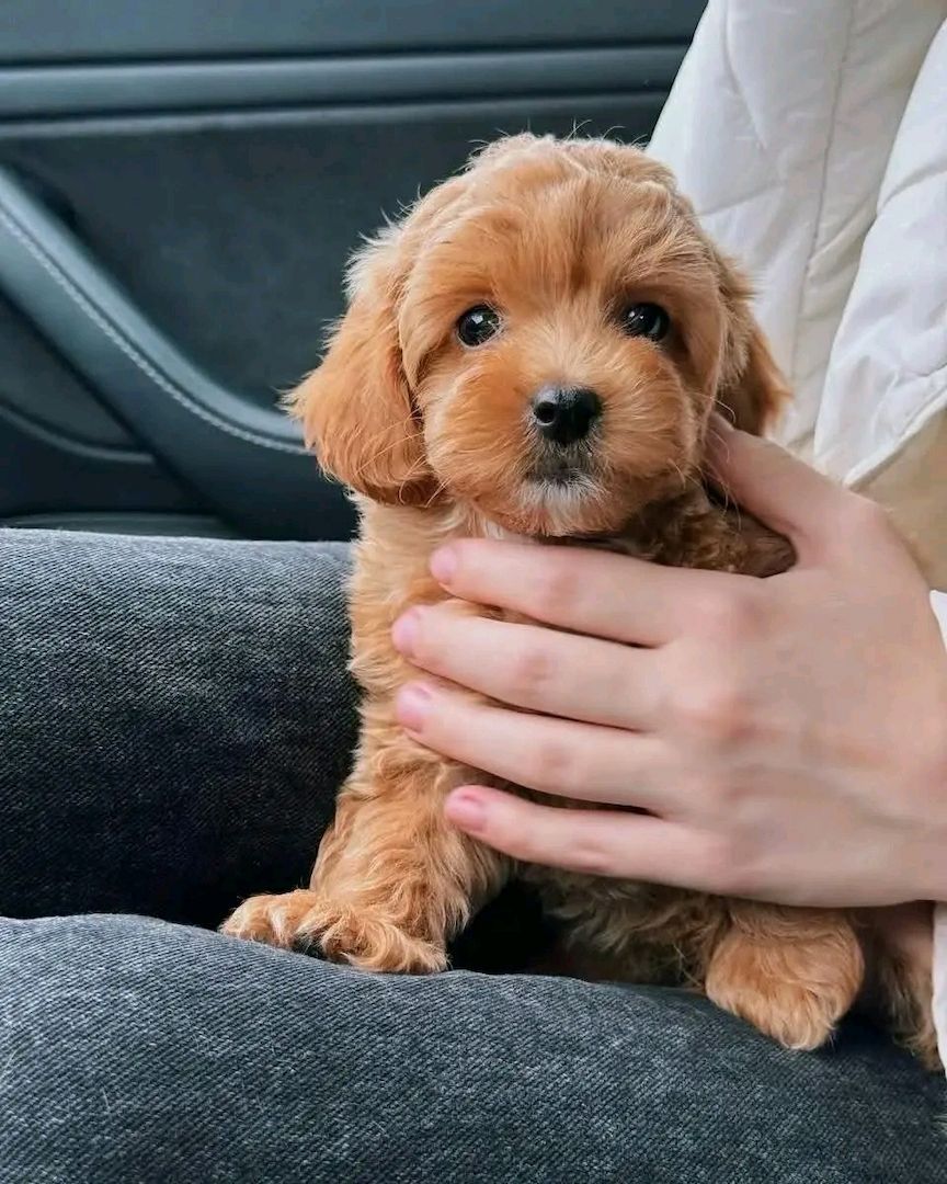 Superniedliche und gesunde Maltipoo-Welpen