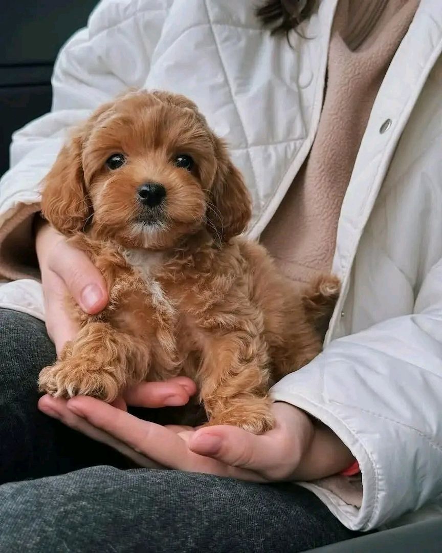 Superniedliche und gesunde Maltipoo-Welpen