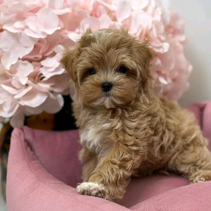 Superniedliche und gesunde Maltipoo-Welpen