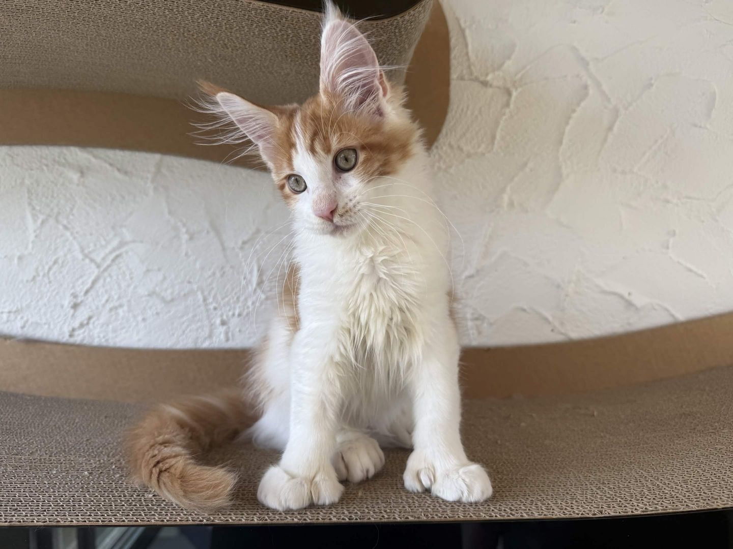 Maine Coon Kater mit Stammbaum - sofort auszugsbereit