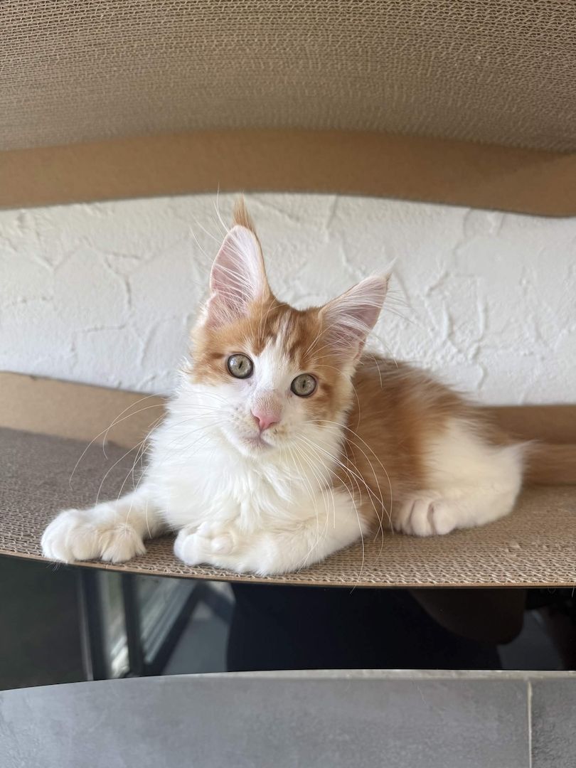 Maine Coon Kater mit Stammbaum - sofort auszugsbereit