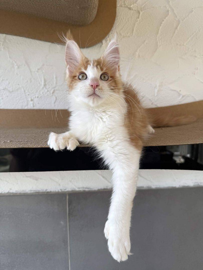 Maine Coon Kater mit Stammbaum - sofort auszugsbereit