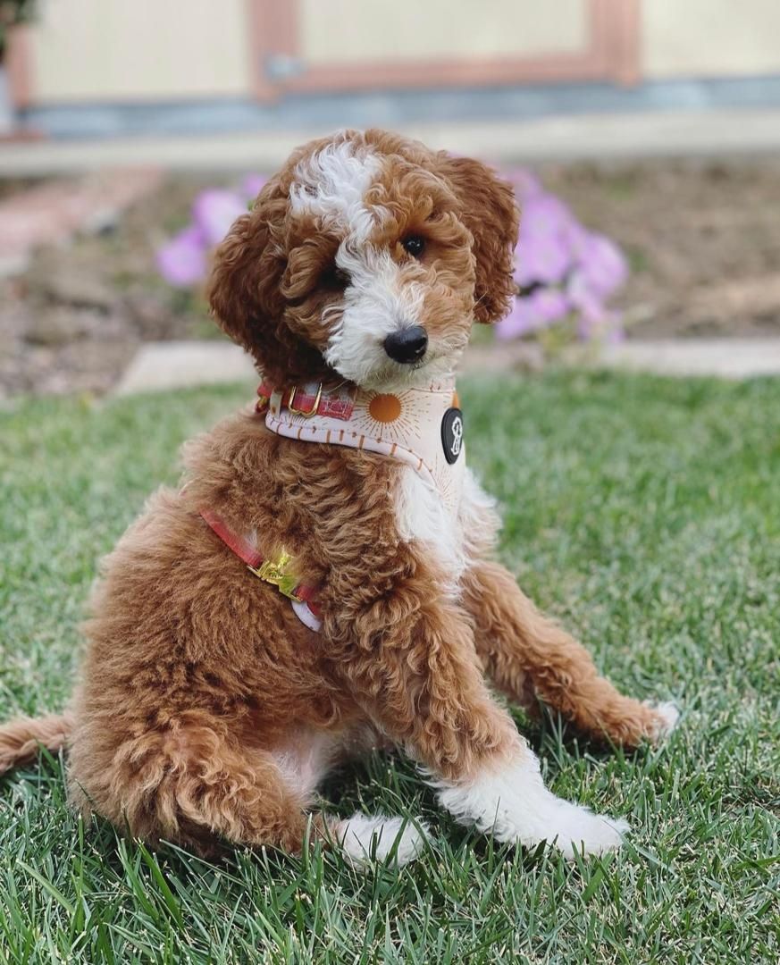Zauberhafter 12 Wochen alter Goldendoodle-Welpe – Liebevoll, Intelligent & Familienfreundlich