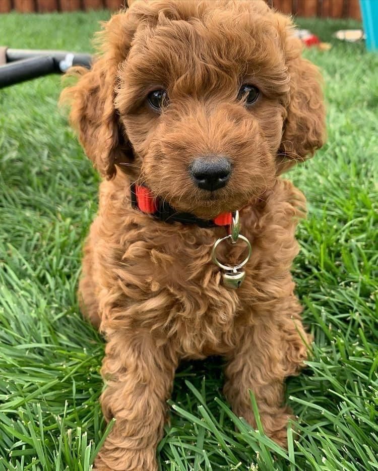 Wunderschöner 12 Wochen alter Goldendoodle-Welpe – Verspielt, Treu & Liebenswert