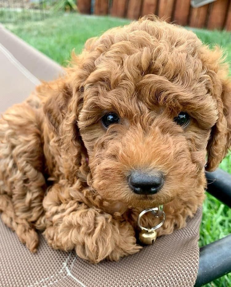 Wunderschöner 12 Wochen alter Goldendoodle-Welpe – Verspielt, Treu & Liebenswert