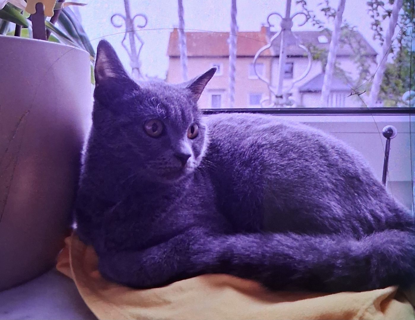 BKH weibchen silbergrau