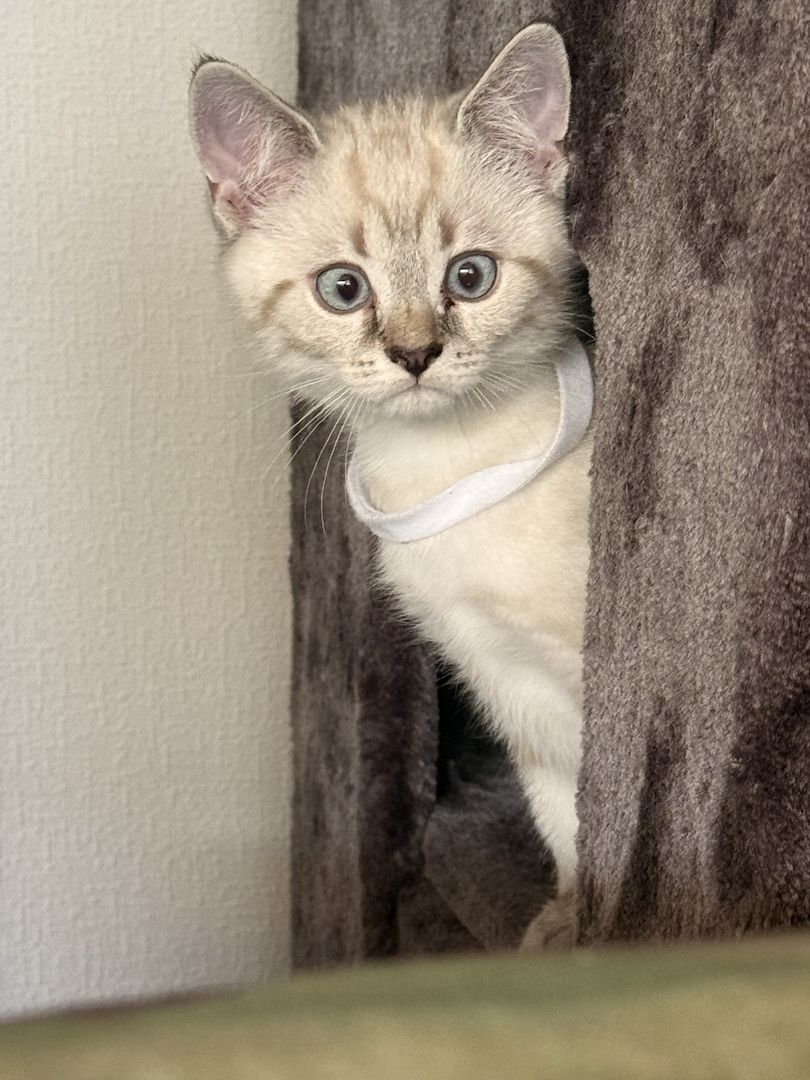 5 Wunderschöne BKH-SIAM Kitten