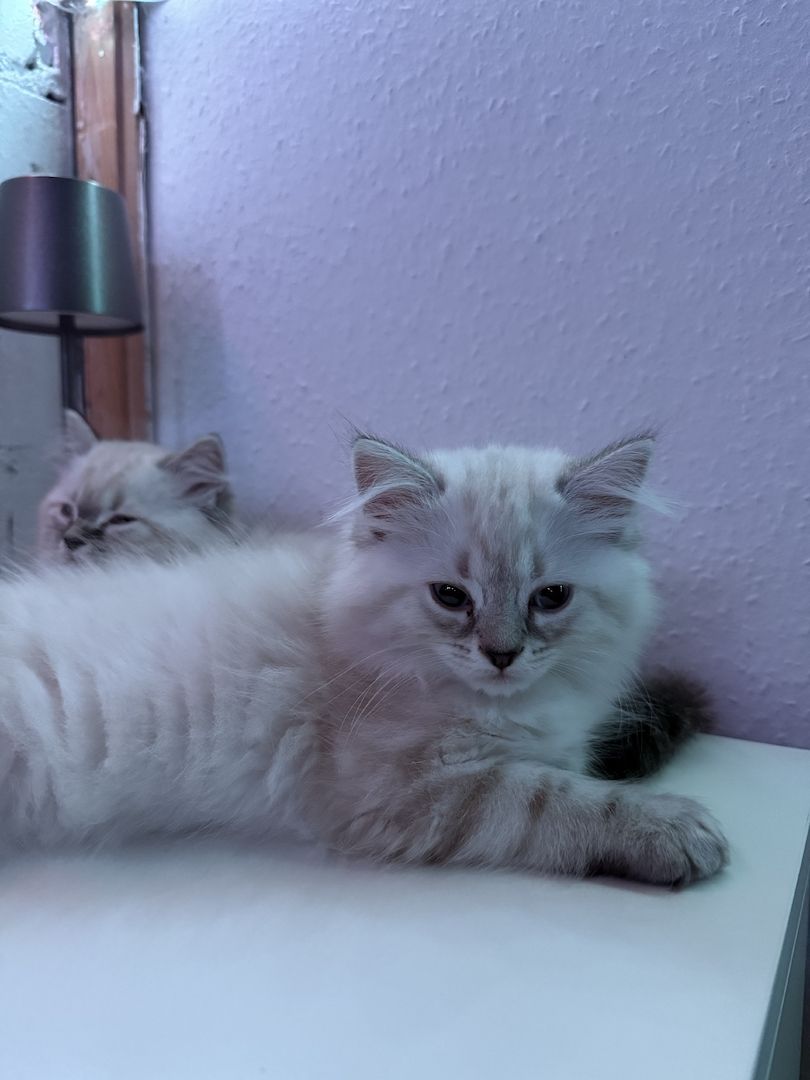 5 Wunderschöne BKH-SIAM Kitten