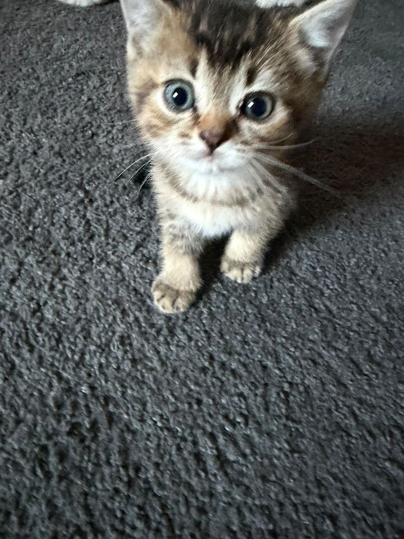 5 Wunderschöne BKH-SIAM Kitten