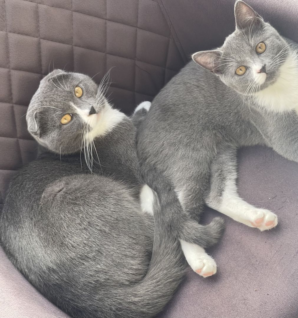 BKH Katze