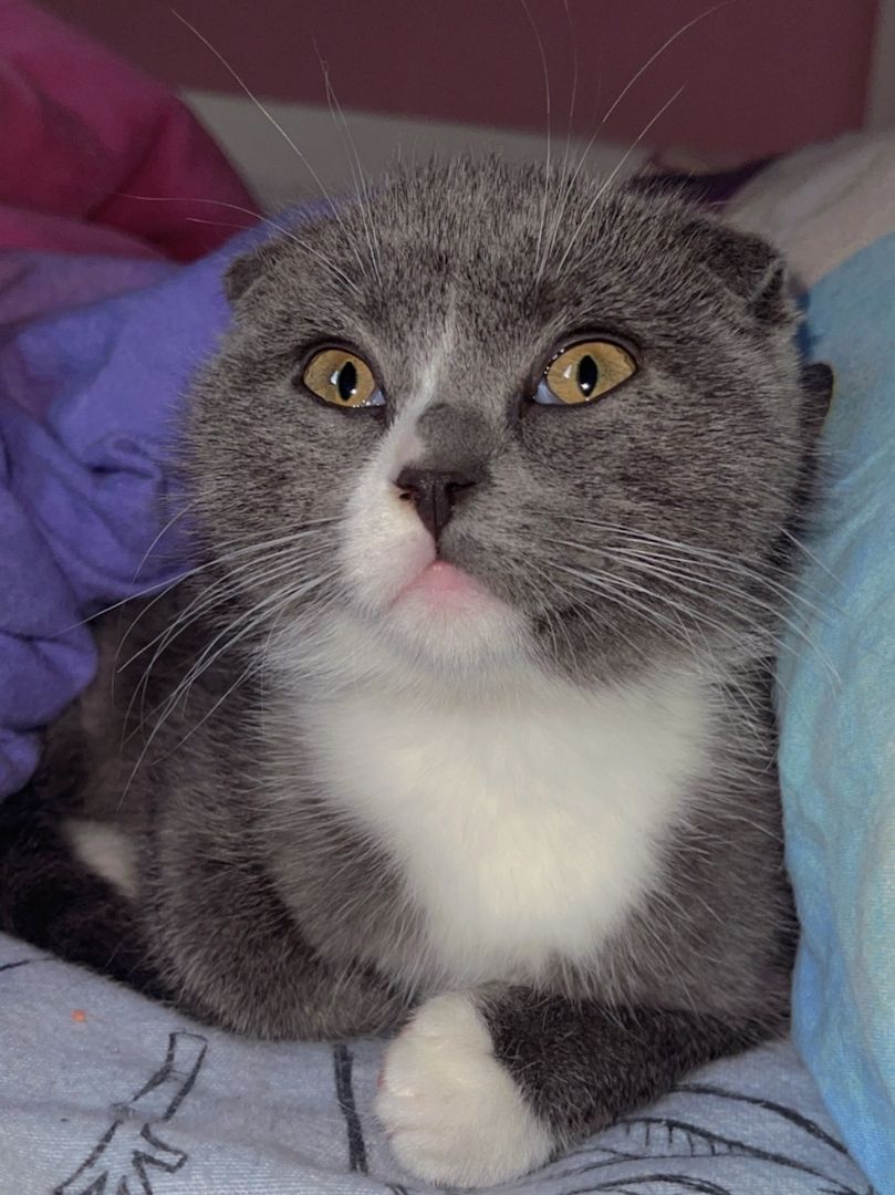 BKH Katze