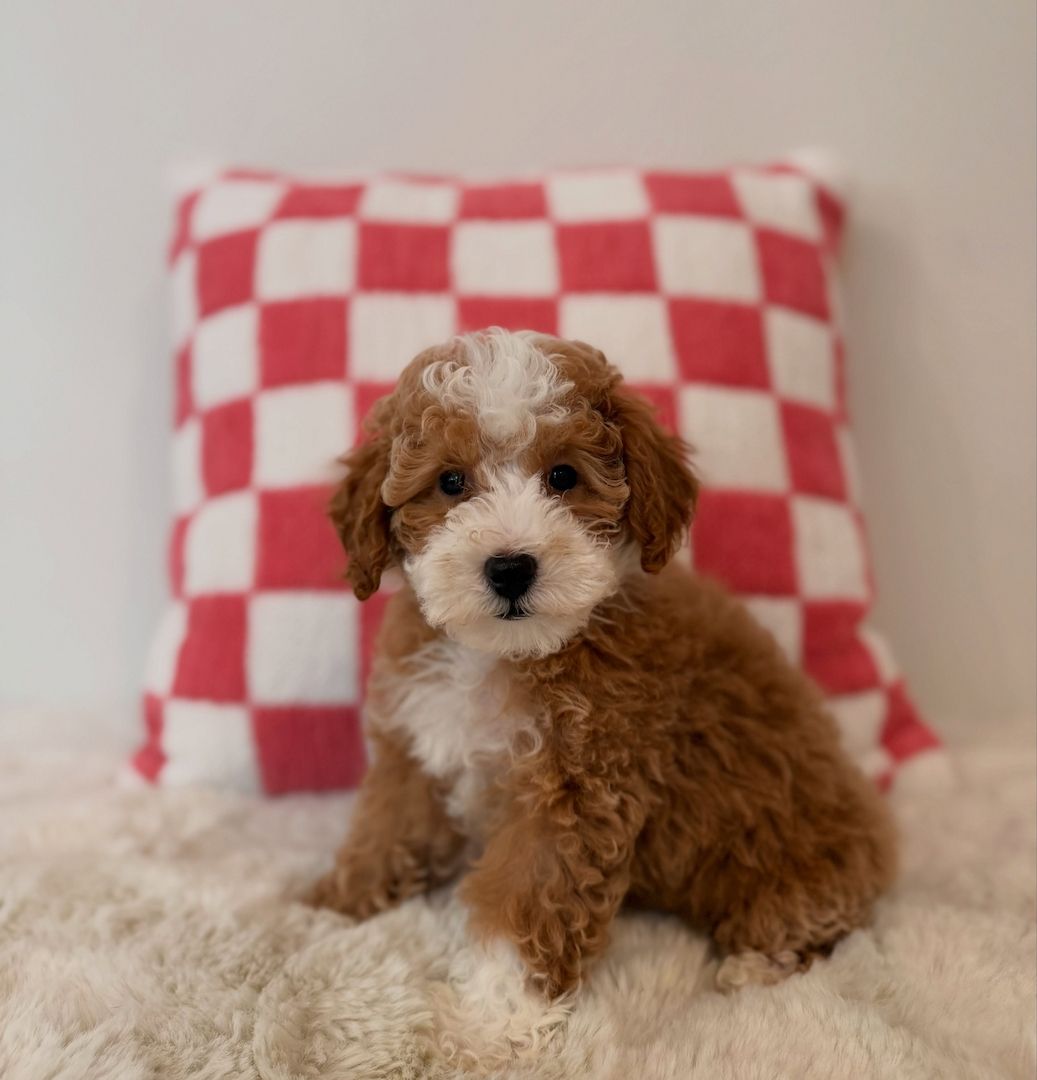 Goldendoodle