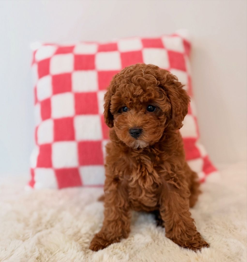 Goldendoodle