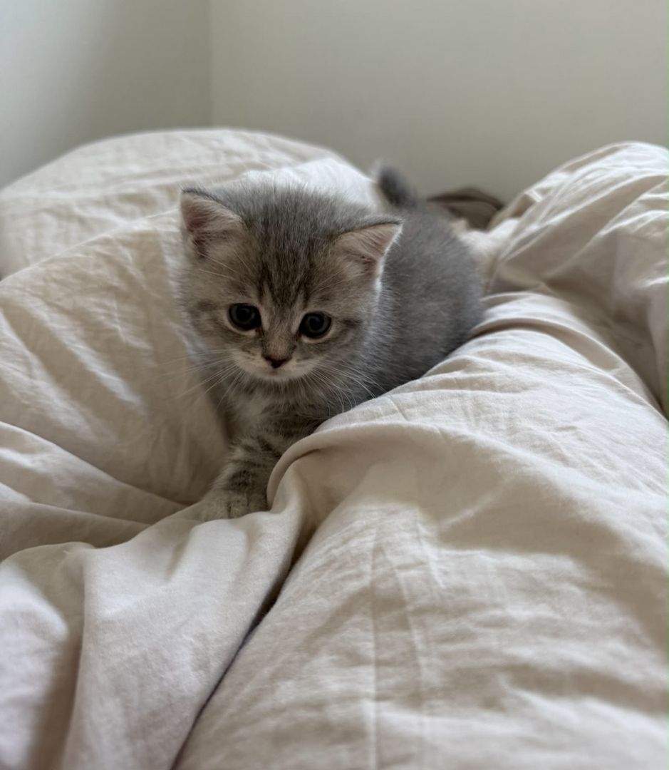 Wunderschöne Britisch Kurzhaar (BKH) Kitten in liebevolle Hände abzugeben 🐾