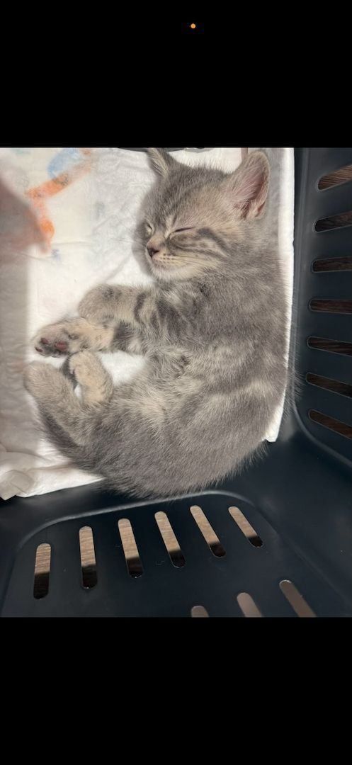 Wunderschöne Britisch Kurzhaar (BKH) Kitten in liebevolle Hände abzugeben 🐾
