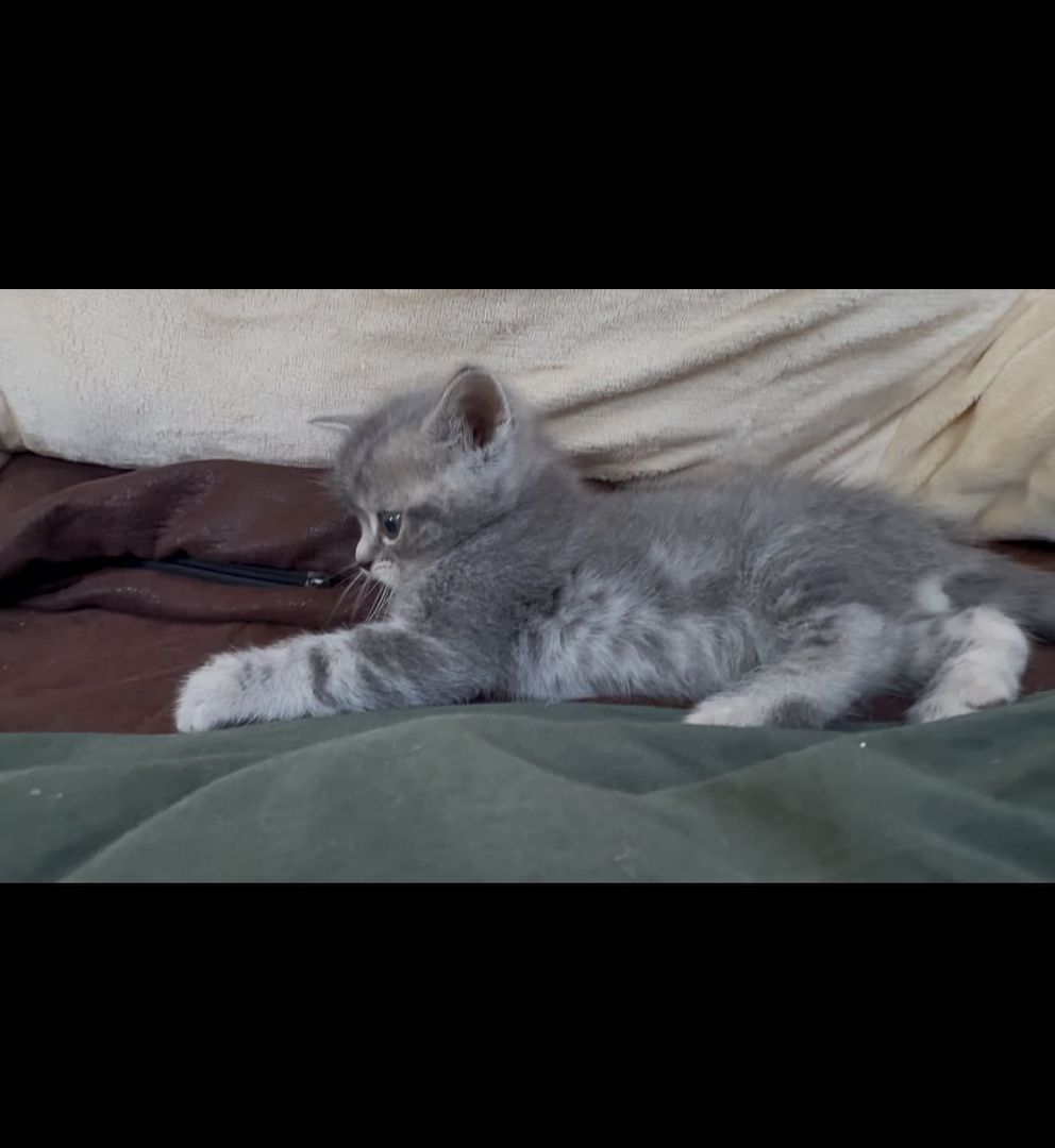 Wunderschöne Britisch Kurzhaar (BKH) Kitten in liebevolle Hände abzugeben 🐾