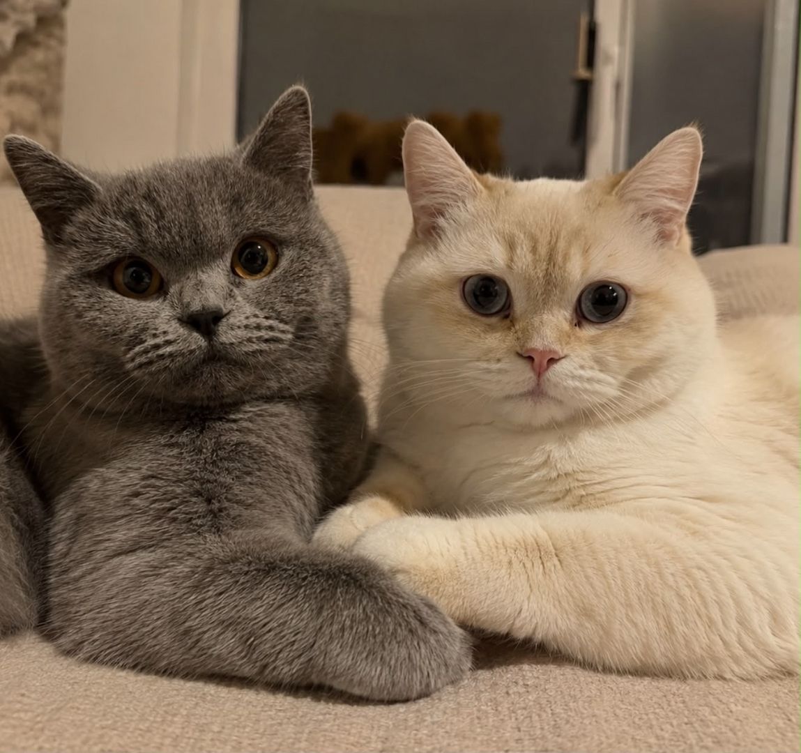Wunderschöne Britisch Kurzhaar (BKH) Kitten in liebevolle Hände abzugeben 🐾