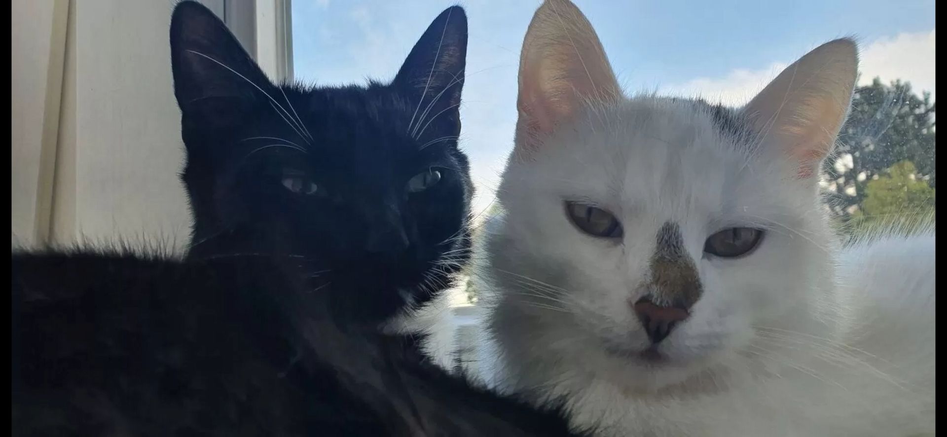 Zwei liebevolle Hauskatzen suchen gemeinsam ein neues Zuhause