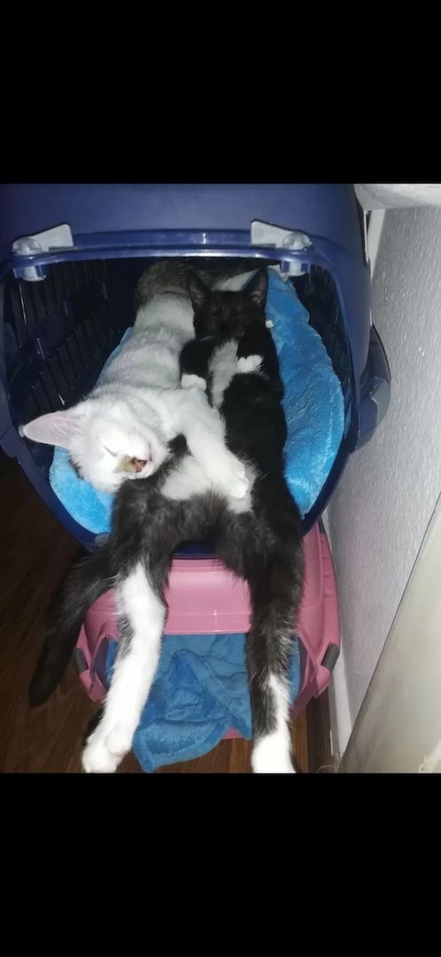 Zwei liebevolle Hauskatzen suchen gemeinsam ein neues Zuhause