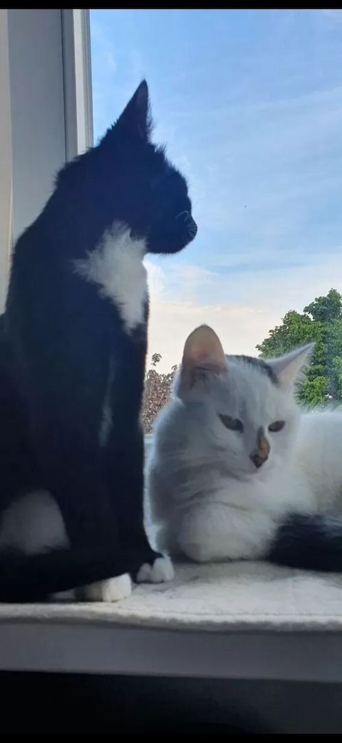 Zwei liebevolle Hauskatzen suchen gemeinsam ein neues Zuhause