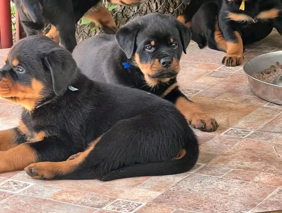 Superniedliche und gesunde Rottweilerwelpen