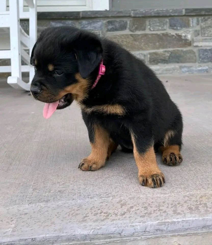 Superniedliche und gesunde Rottweilerwelpen