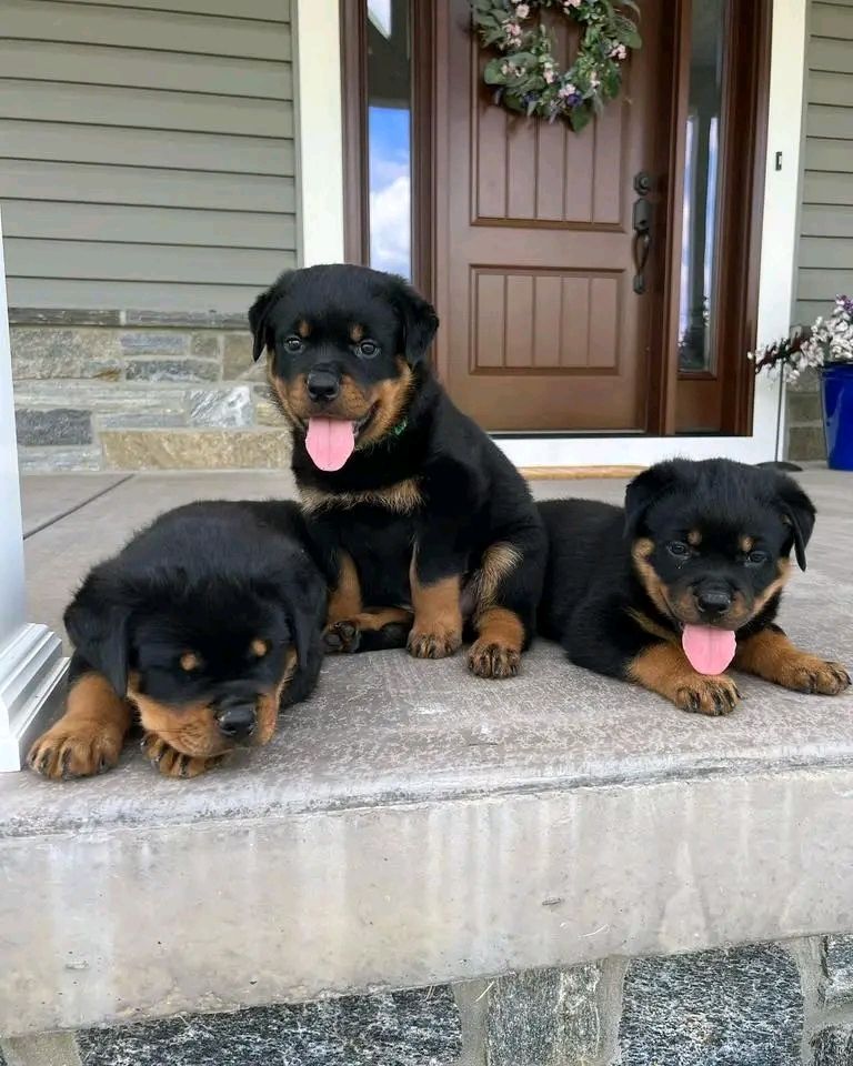 Superniedliche und gesunde Rottweilerwelpen