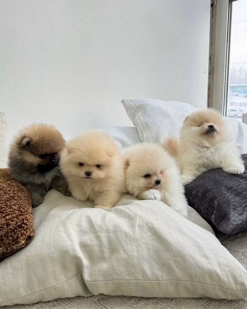 Wunderschöne Zwergspitz-Welpen (Pomeranian) ab sofort abzugeben