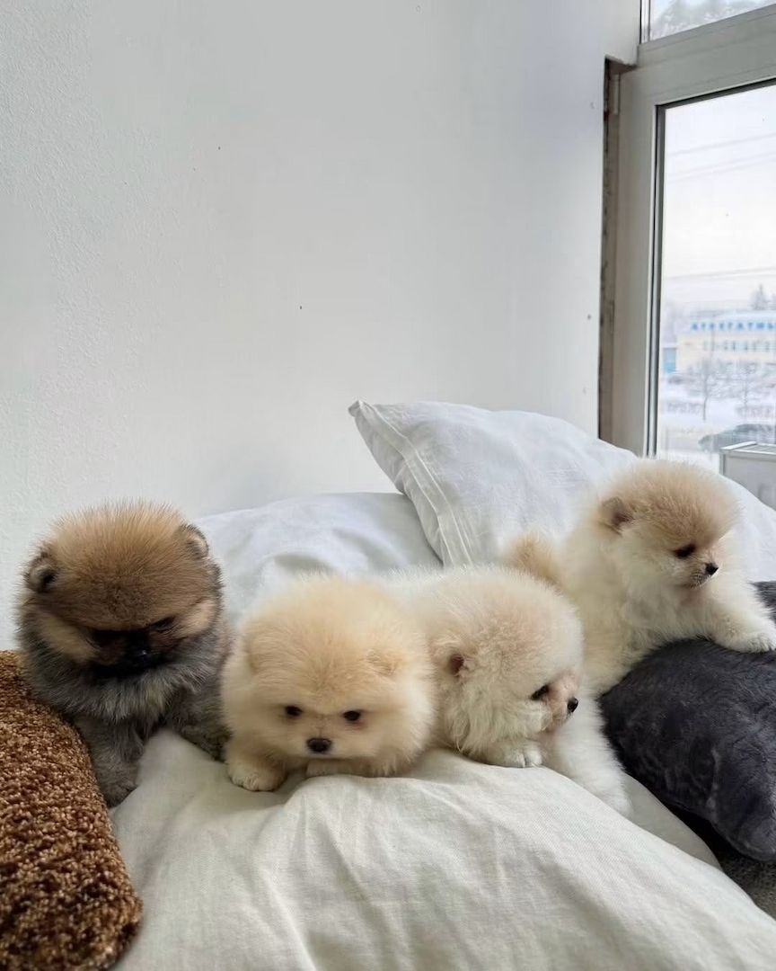 Wunderschöne Zwergspitz-Welpen (Pomeranian) ab sofort abzugeben