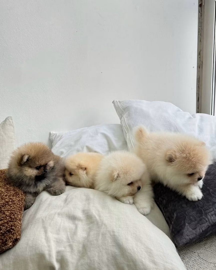 Wunderschöne Zwergspitz-Welpen (Pomeranian) ab sofort abzugeben