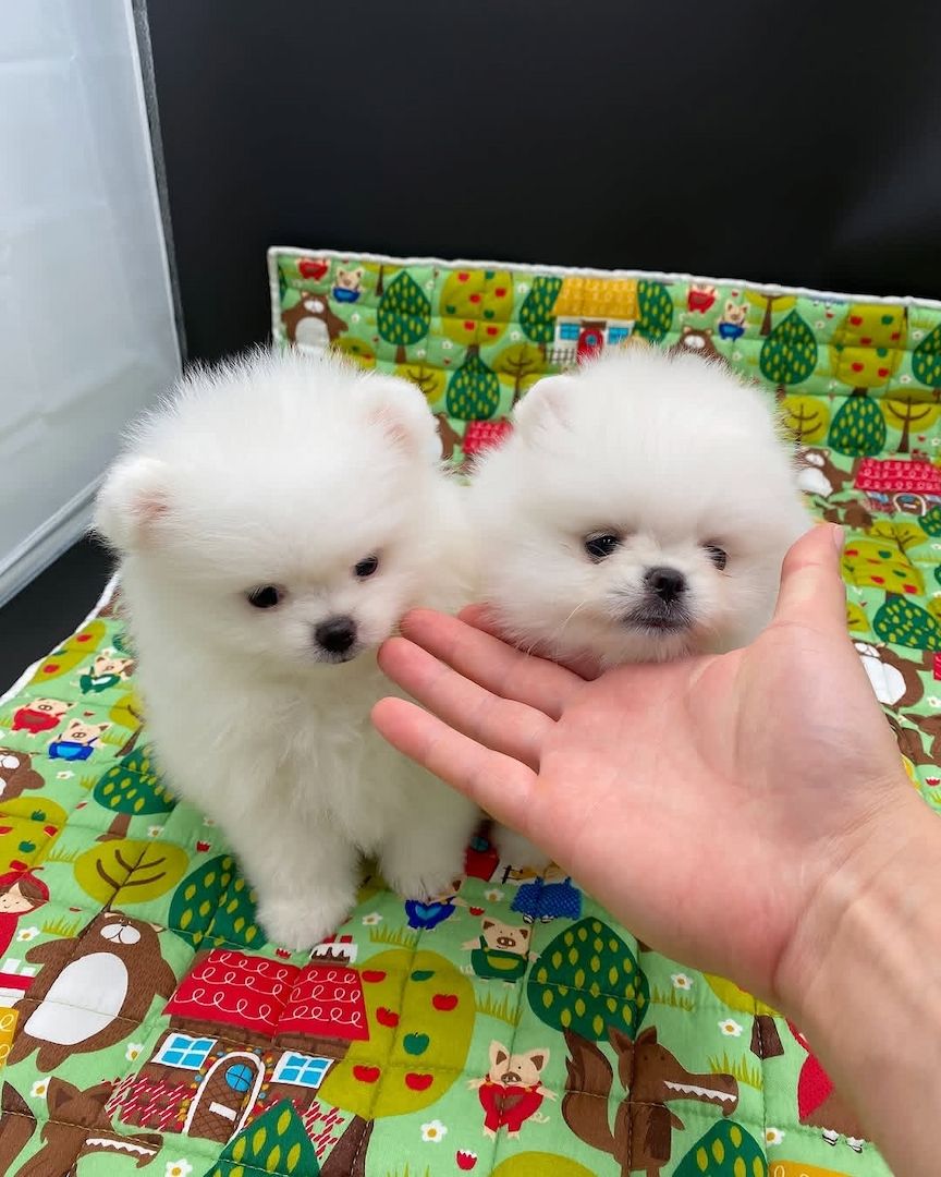 Wunderschöne Zwergspitz-Welpen (Pomeranian) ab sofort abzugeben