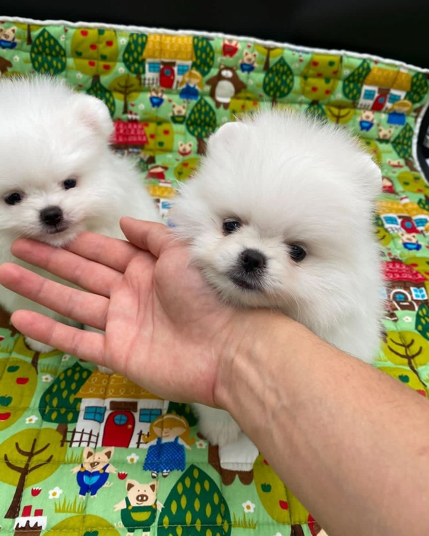 Wunderschöne Zwergspitz-Welpen (Pomeranian) ab sofort abzugeben