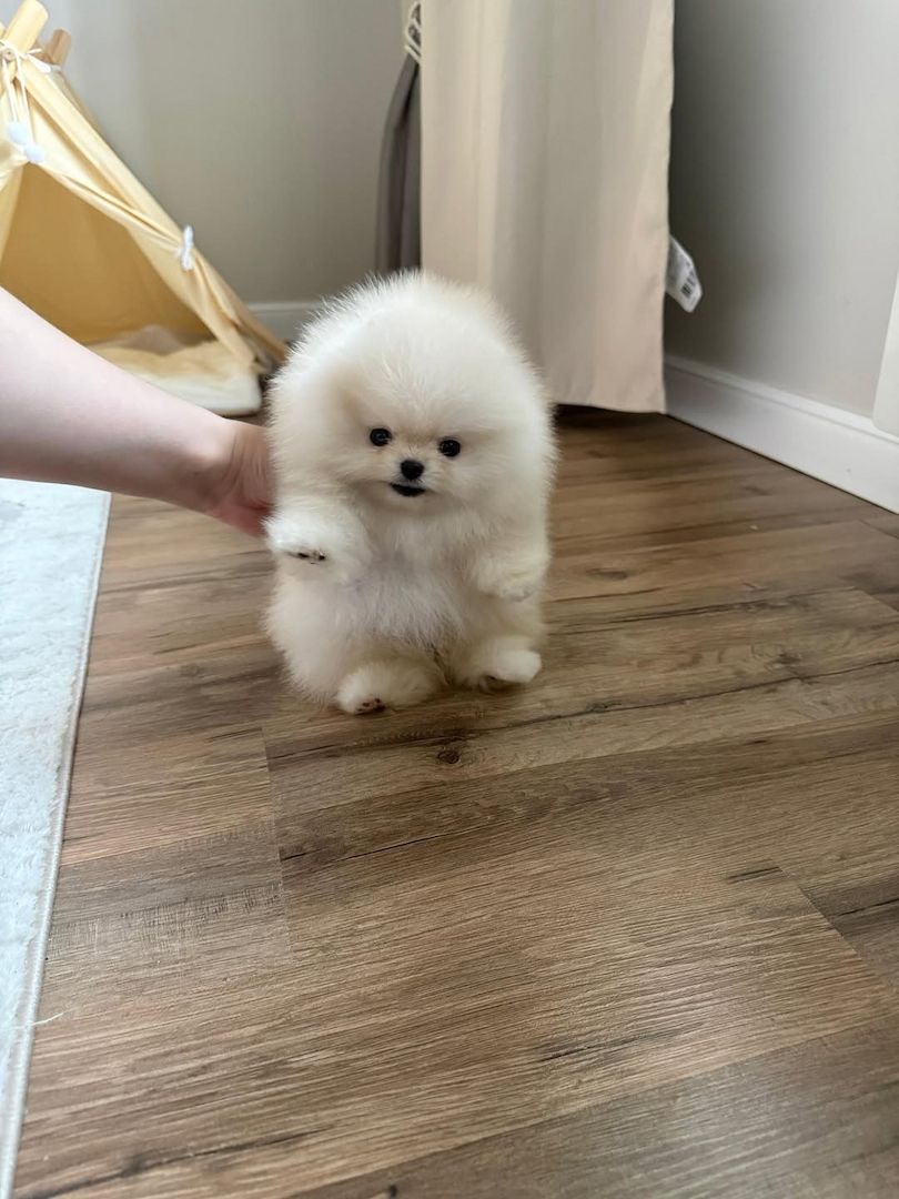 Wunderschöne Zwergspitz-Welpen (Pomeranian) ab sofort abzugeben