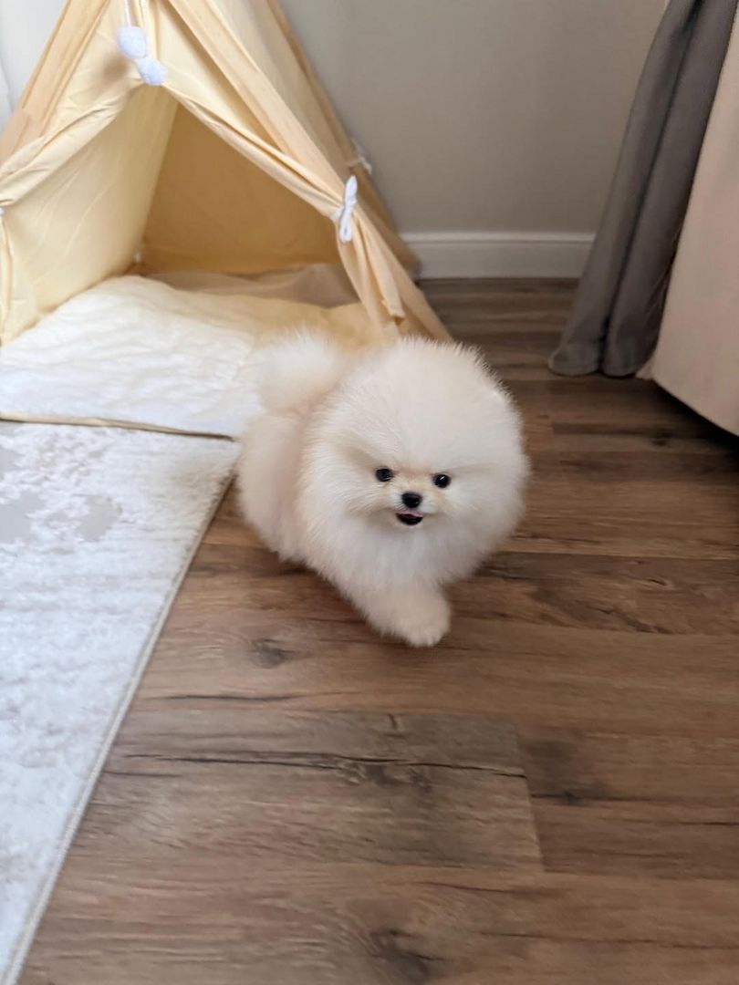 Wunderschöne Zwergspitz-Welpen (Pomeranian) ab sofort abzugeben