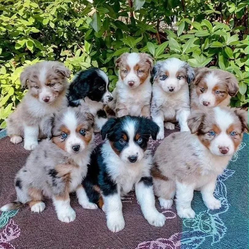 Wunderschöne Australian-Shepherd-Welpen suchen ein Zuhause