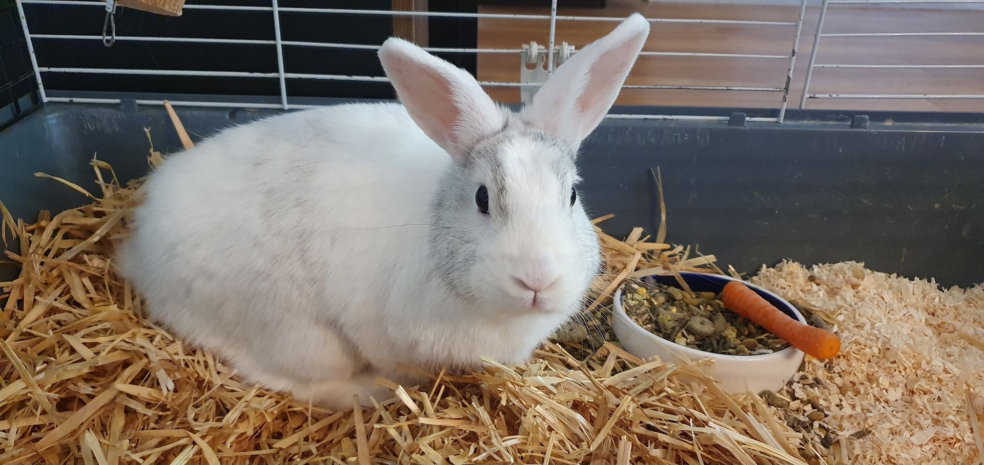 Weißes, kastriertes Kaninchen "Happy" mit Käfig in liebevolle Hände abzugeben