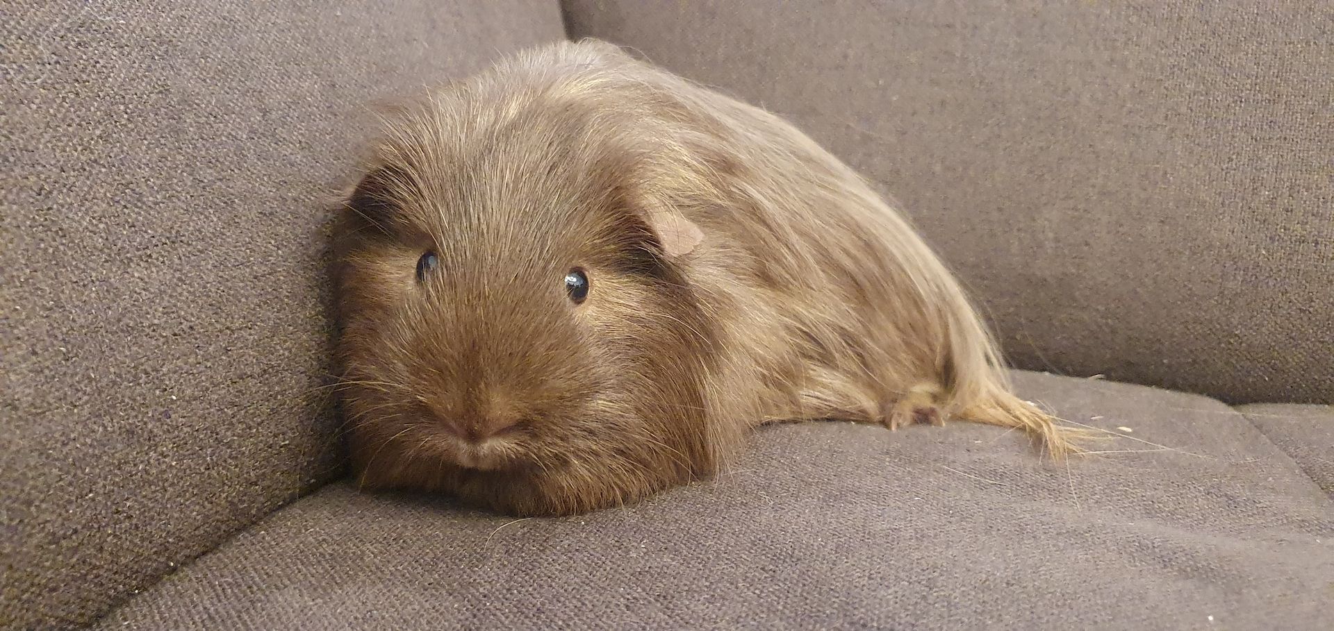 2 junge Meerschweinchen mit großem Käfig & Zubehör