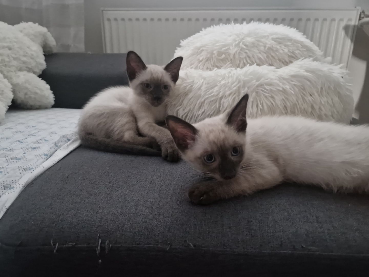 Siamkitten reinrassig